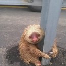 나무늘보 이미지