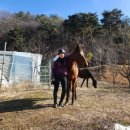 퀸즈승마장 이미지