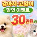 김해 강아지분양 고양이분양 똥강아지 이미지