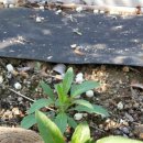 운산농원 이미지