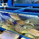 부안시장 | 노량진수산시장 방어 맛집 부안수산 겨울 오마카세(방어) 미니 사이즈 후기