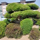 죽도초등학교 이미지