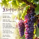 포도나무의 열매 이미지