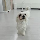 상큼하개 이미지