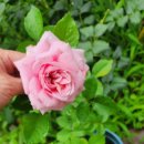 비앙브뉘 이미지