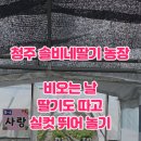 솔비 농장 이미지