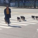 수협 앞 횡단보도 이미지