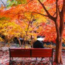 보산동 외국인관광특구 특화거리 | 경기도 단풍 명소 11월 동두천 소요산 근교 당일치기 가볼만한곳