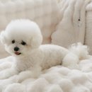 몽글몽글 펫 이미지