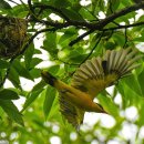 빛의 둥지 이미지