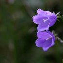 호수가 풍경소리 이미지