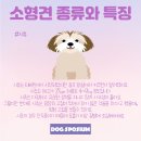 도그 스포지움 이미지