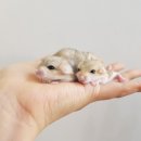 주정차037 | 저빌은 키우기 어때요? 펫테일저빌 키울까하는데요