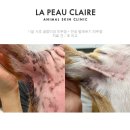 평생피부과동물병원 | 강아지 아토피 증상 품종별로 차이가 있을까요? - 강남 피부과 전문 동물병원 라퓨클레르