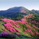 제149차 정기산행 소백산(1,439m) 철쭉산행 이미지