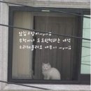 도도한고양이 이미지