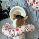 11545-07-23-03 | 고양이 비만세포종 제거 수술 후기 | 당일 국소마취 수술 + 신부전 초기 진단 2026-03-07