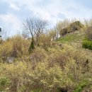 구례의길(지리산둘레길) | 구례 산수유축제 2026 실시간 개화현황/지금 가도 될까? 산책코스 후기