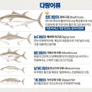 필참치 이미지