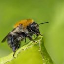 Les espèces invasives sont l'un des "facteurs directs de perte de biodivers 이미지