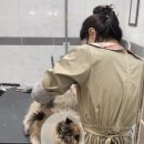 고양이무마취미용 고무미 이미지