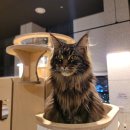 테이블에이 이미지