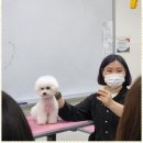 행복한애견미용실 | 성정동애견미용 아이들도 행복한 미용실 체험 후기