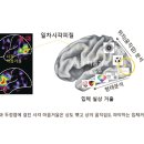 붓다와 뇌과학 17 | 뇌는 마음거울 이미지