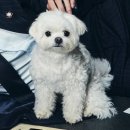 드라마 포스터에서 시선강탈하는 강아지 이미지
