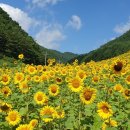 소피아힐링 이미지