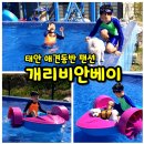 천사 애견 | 태안 강아지동반 여행 넓은 운동장과 수영장이 있는 애견팬션 독채 개리비안베이 솔직 후기