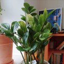 [반려학습] 반려 식집사의 식물이야기 | 작은 집 플랜테리어 기록 – 신혼집 반려식물 6개 이야기