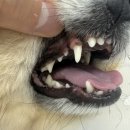 티앤디덴탈 이미지