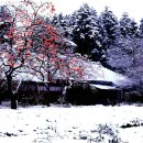 겨울나그네 이미지