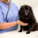 연동물병원 이미지