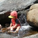 송이 초심정 이미지