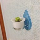 애완선인장 이미지