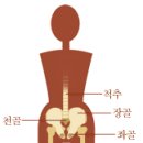 골반아~ 골반아~ 내 골반아, 너 행복하니? 이미지