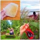 절골농장 | 김포 가볼만한곳 농촌 투어패스 체험 경기도 아이와 김포 여행 갈만한곳