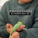 팀버렙타일곤충;파충류샵