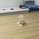 해탈, 그 이후의  | [템플스테이] *⋆꒰ঌ 경국사 템플스테이 혼자 간 후기 ໒꒱⋆* | 휴식형 체험 🐈🤍 | 준비물, 위치, 주의사항...