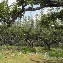 배들농장2 이미지