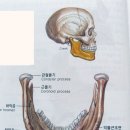 뼈 이미지