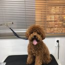 누리애견미용 이미지