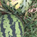 삼복농장 이미지