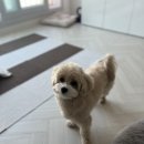 마이뷰티독 광명점 이미지