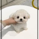퍼피스타일 | 운정애견샵 아기비숑 퍼피에몽에서