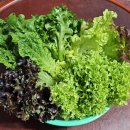 팜스하우스 | 올팜 스타팜스 샐러드채소 수경재배 당일 수확 당일배송 유럽상추 1kg 내돈내산 재구매 후기