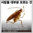 동안구청 민원봉사과 옆 | 내돈내산 오피스텔 원룸 벌레 막은 후기ㅜㅜ (벌레자비, 구청에 방역신고 등)