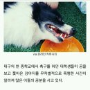 축구공 쫓아온 강아지 차고 머리 밟은 대학생들 이미지